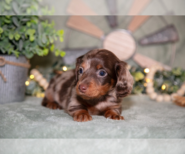 Medium Photo #2 Dachshund Puppy For Sale in NAPPANEE, IN, USA