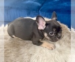 Small #7 French Bulldog