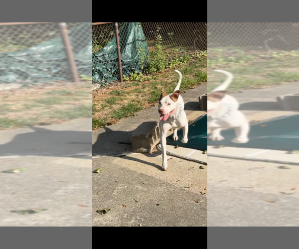 Medium Photo #1 American Pit Bull Terrier Puppy For Sale in BROCKTON, MA, USA