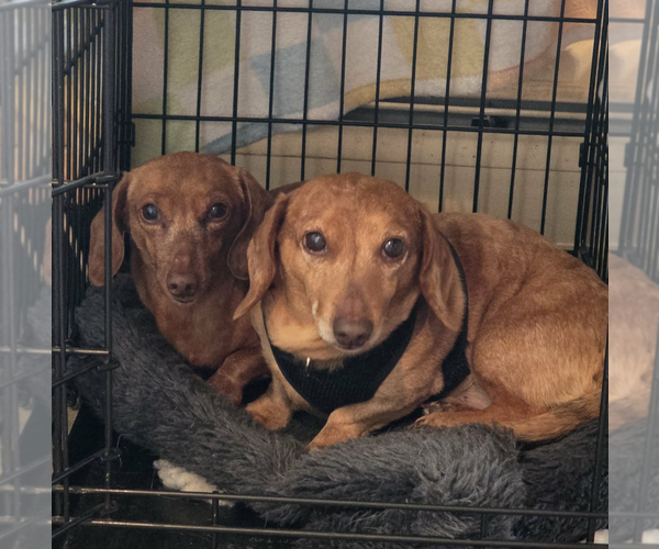 Medium Photo #2 Dachshund Puppy For Sale in Fruitland, SC, USA