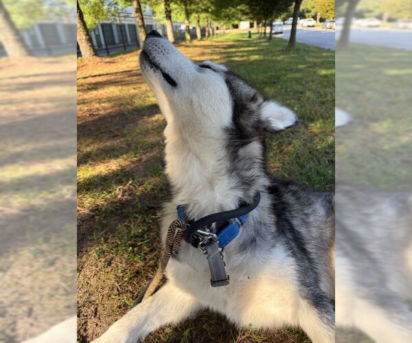 Medium Photo #3 Siberian Husky Puppy For Sale in Severn, MD, USA