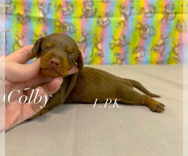 Medium Photo #2 Dachshund Puppy For Sale in WINNSBORO, LA, USA