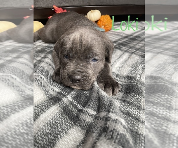 Medium Photo #1 Cane Corso Puppy For Sale in DINGMANS FERRY, PA, USA