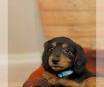 Small #1 Dachshund