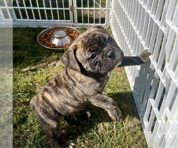 Medium Photo #4 Olde English Bulldogge Puppy For Sale in VIOLA, AR, USA