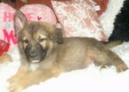 Small Photo #3 German Shepherd Dog Puppy For Sale in PALATKA, FL, USA