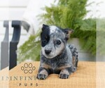 Small #2 Australian Cattle Dog