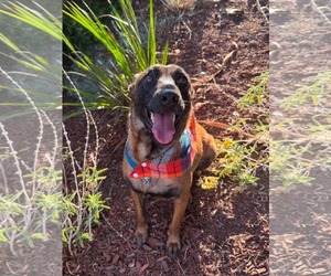 Sheba - Female Mutt Dog for Adoption - Photo #6