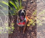 Small Photo #6 Mutt Puppy For Sale in Escondido, CA, USA