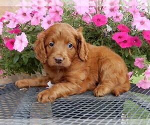 Miniature Labradoodle Puppy for sale in FREDERICKSBG, OH, USA