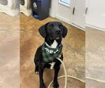 Small #1 Labrador Retriever Mix