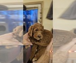 Small #1 Labradoodle mix (+ Poodle Standard)