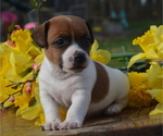 Puppy Montgomery Jack Russell Terrier