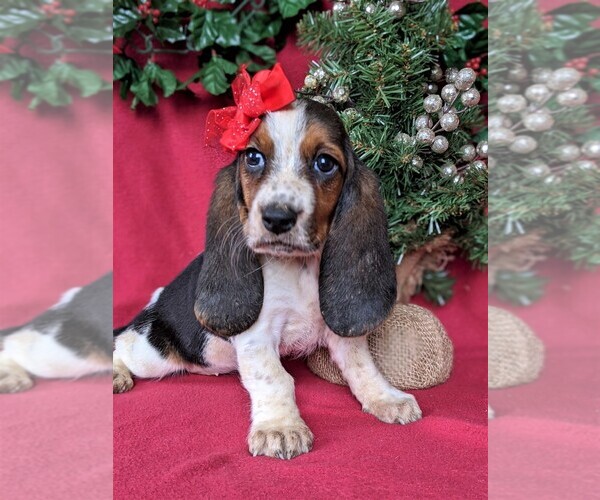 Medium Photo #1 Basset Hound Puppy For Sale in LANCASTER, PA, USA