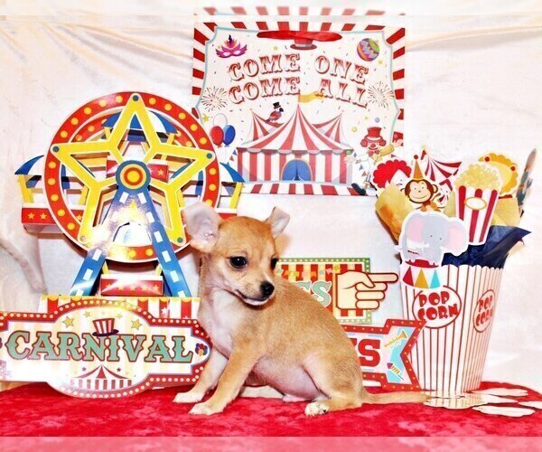 Medium Photo #20 Chihuahua Puppy For Sale in CHARLESTON, AR, USA