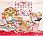 Small #6 Chihuahua