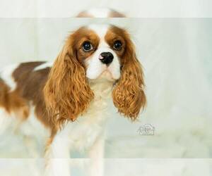 Father of the Cavalier King Charles Spaniel puppies born on 06/27/2022