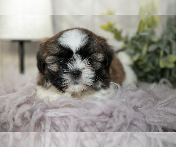 Medium Photo #6 Shih Tzu Puppy For Sale in CLARE, MI, USA