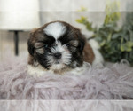 Small #1 Shih Tzu