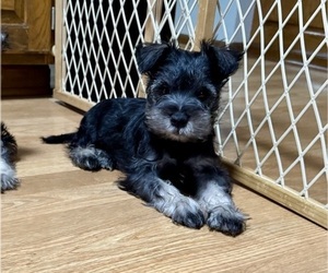Schnauzer (Miniature) Puppy for sale in SHAWNEE, KS, USA