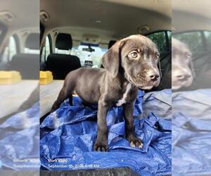 American Staffordshire Terrier-Unknown Mix Dogs for adoption in San Antonio, TX, USA