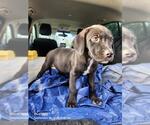 Small American Staffordshire Terrier Mix
