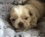 Puppy Liver male Shih Tzu