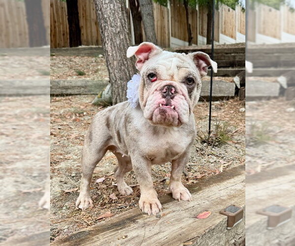 Medium Photo #1 Bulldog Puppy For Sale in Marina Del Rey, CA, USA