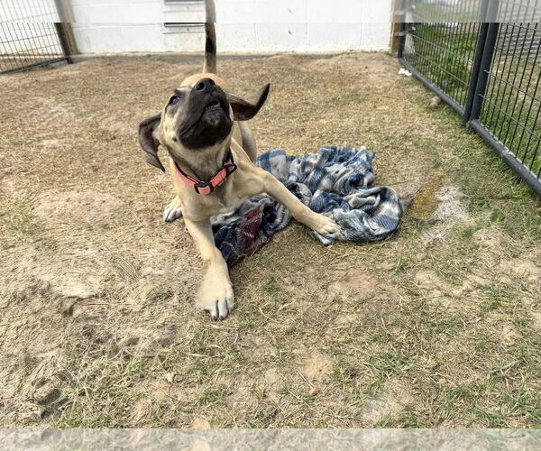 Medium Photo #10 Anatolian Shepherd-Rhodesian Ridgeback Mix Puppy For Sale in Higley, AZ, USA
