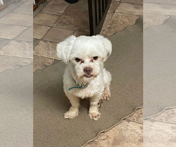 Medium Photo #3 Shih Apso Puppy For Sale in Virginia Beach, VA, USA