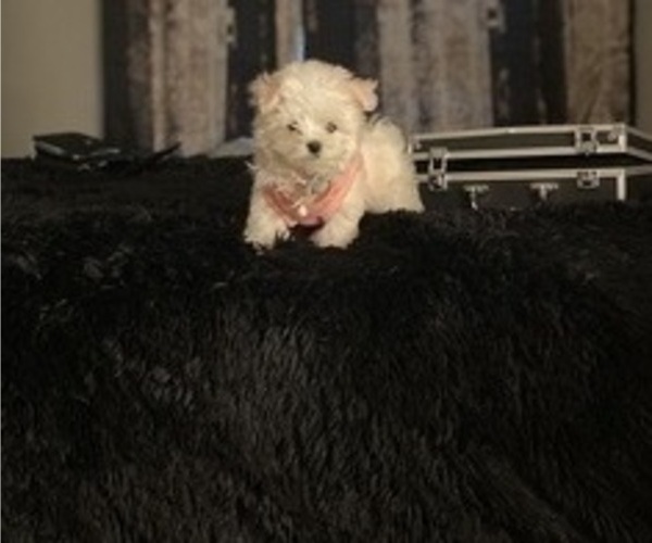 Medium Photo #8 Maltese Puppy For Sale in ALTAMONTE SPRINGS, FL, USA