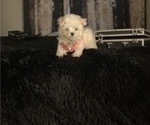 Small #1 Maltese