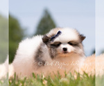 Small Photo #11 Pomeranian Puppy For Sale in WARSAW, IN, USA