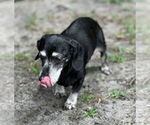 Small #1 Dachshund