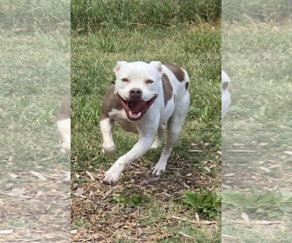 Medium Photo #3 American Pit Bull Terrier-Unknown Mix Puppy For Sale in Rustburg, VA, USA