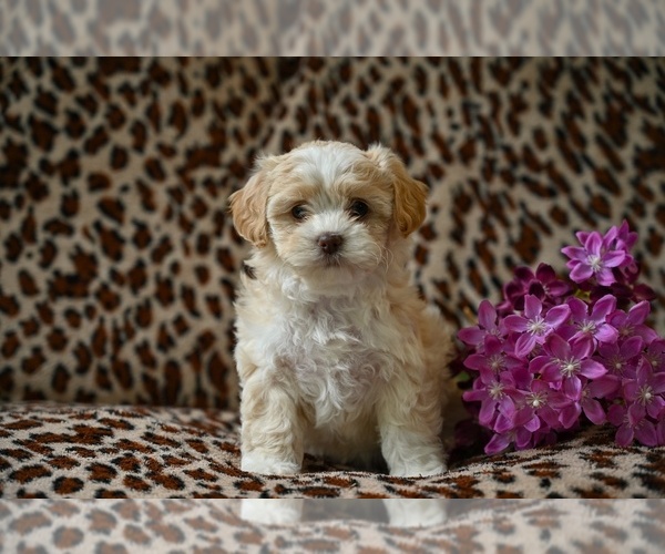 Medium Photo #4 Shih-Poo Puppy For Sale in MILLERSBURG, OH, USA