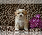 Small #3 Shih-Poo