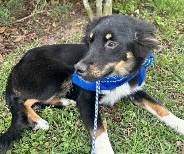 Medium Photo #5 Miniature Australian Shepherd Puppy For Sale in BUSH, LA, USA