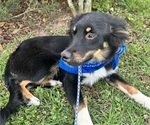 Small #4 Miniature Australian Shepherd