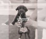 Small #7 Labrador Retriever Mix
