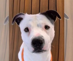 Pointer-Samoyed Mix Dogs for adoption in Chandler, AZ, USA
