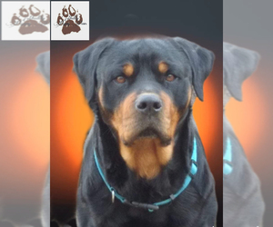 Father of the Rottweiler puppies born on 06/28/2025