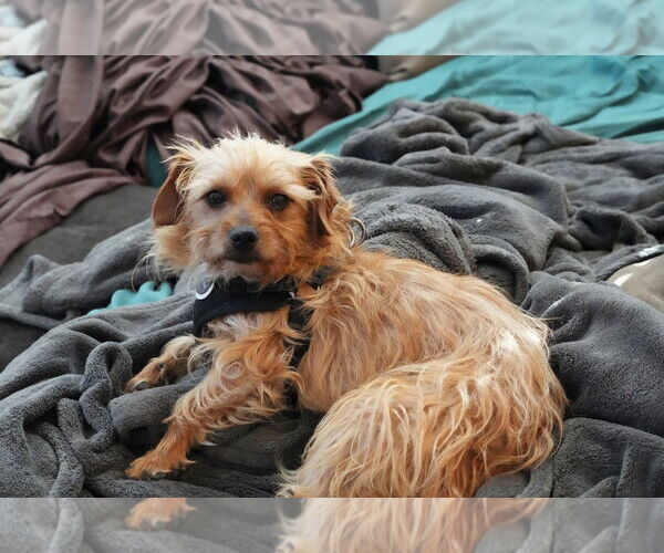 Medium Photo #5 Norwich Terrier-Unknown Mix Puppy For Sale in San Francisco, CA, USA