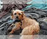 Small #4 Norwich Terrier Mix