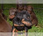 Small Photo #2 Doberman Pinscher Puppy For Sale in MONROE, NC, USA