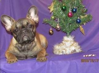 French Bulldog Puppy for sale in CLAYTON, NC, USA