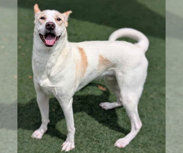 Medium Photo #9 Mutt Puppy For Sale in McKinney, TX, USA