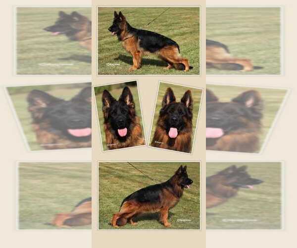 Medium Photo #11 German Shepherd Dog Puppy For Sale in CHRISTOPHER, IL, USA