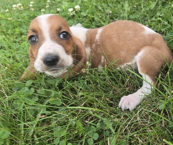 Medium Photo #2 Basset Hound Puppy For Sale in GREENVILLE, OH, USA