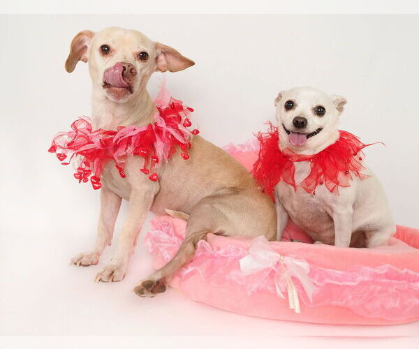Medium Photo #4 Chihuahua-Unknown Mix Puppy For Sale in phoenix, AZ, USA